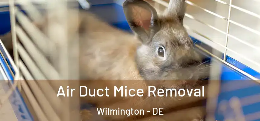 Air Duct Mice Removal Wilmington - DE